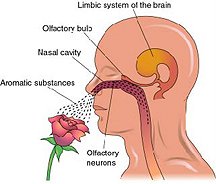 Limbic System Smelling